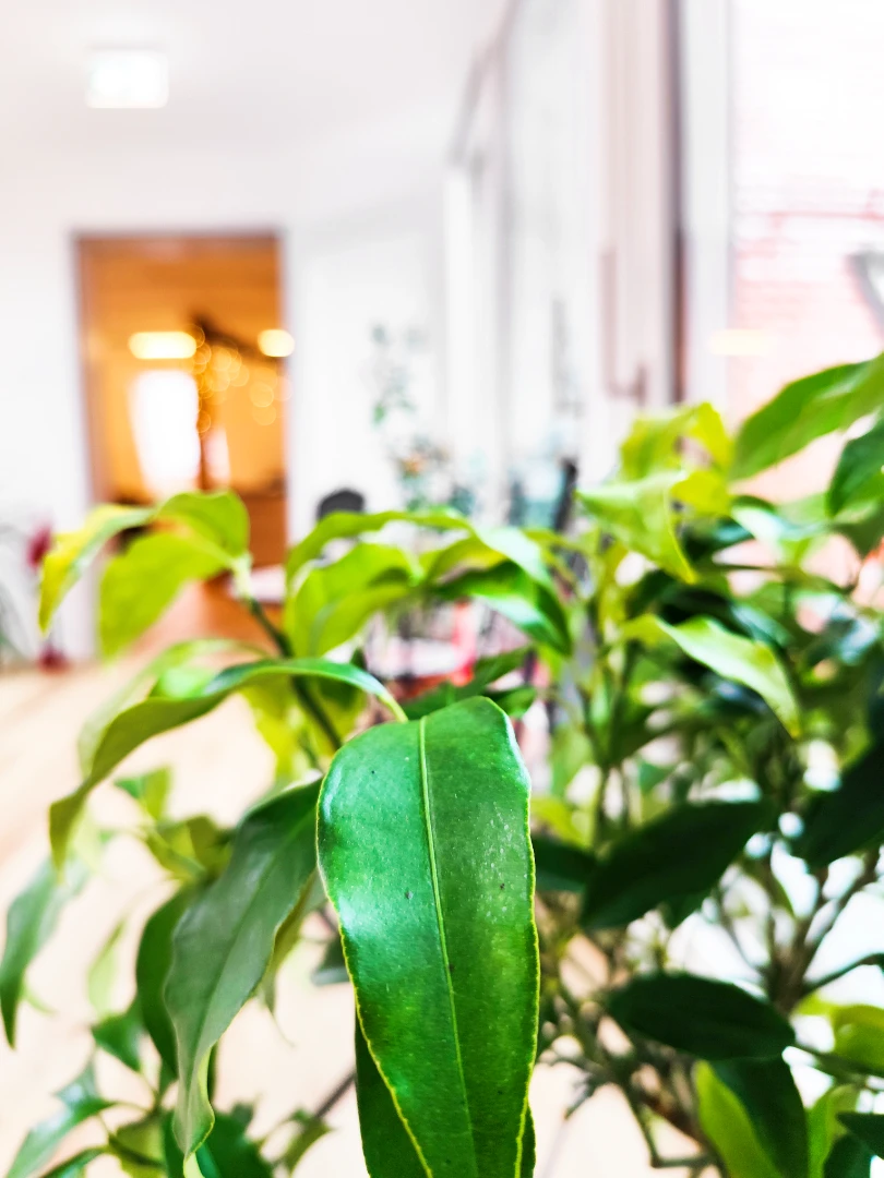 Kathis Begegnungscafe ist mit echten Pflanzen liebevoll eingerichtet